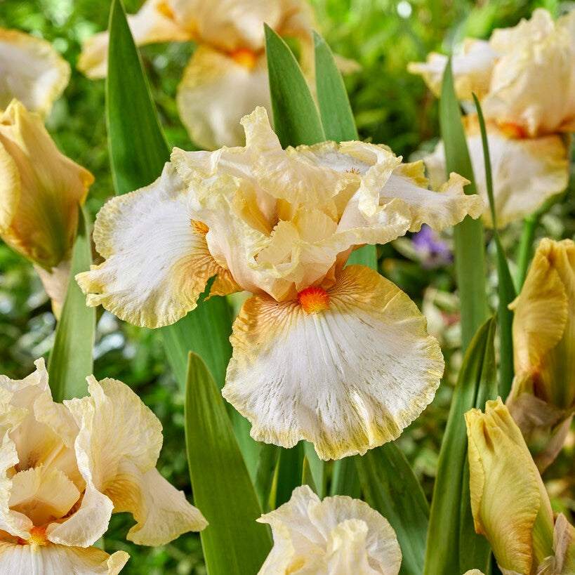 Tyskiris-Iris Germanica Burmese Dawn 1-pack